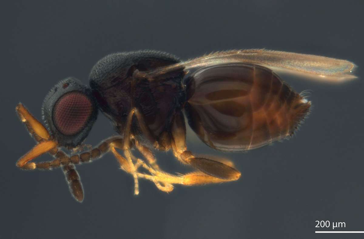Promis als tierische Namenspaten: Eine Wespe namens „Aphanogmus kretschmanni“