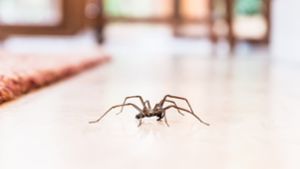 Spinnen im Haus - 5 effektive Tipps