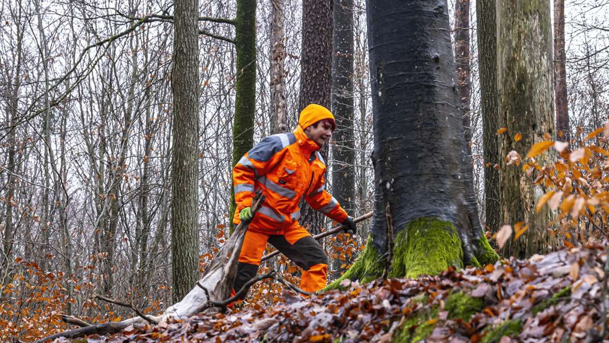 Knochenarbeit bei der Jagd: Eine Treiberin zieht ein Reh aus dem Wald, wenig später wird der Böblinger Kreisjägermeister Claus Kissel das Tier zum Sammelplatz bringen.