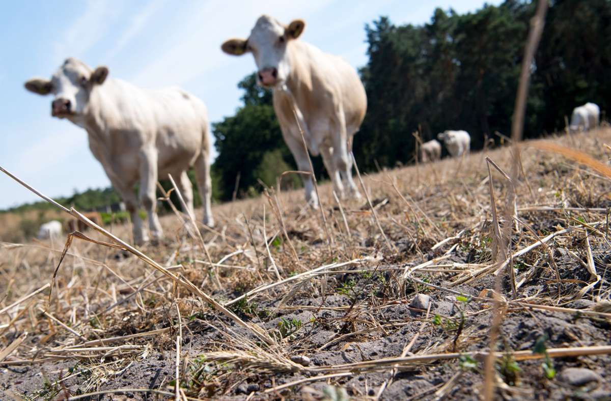 Subventionen und Klimaschutz: Landwirtschaft muss sich schneller neu ausrichten