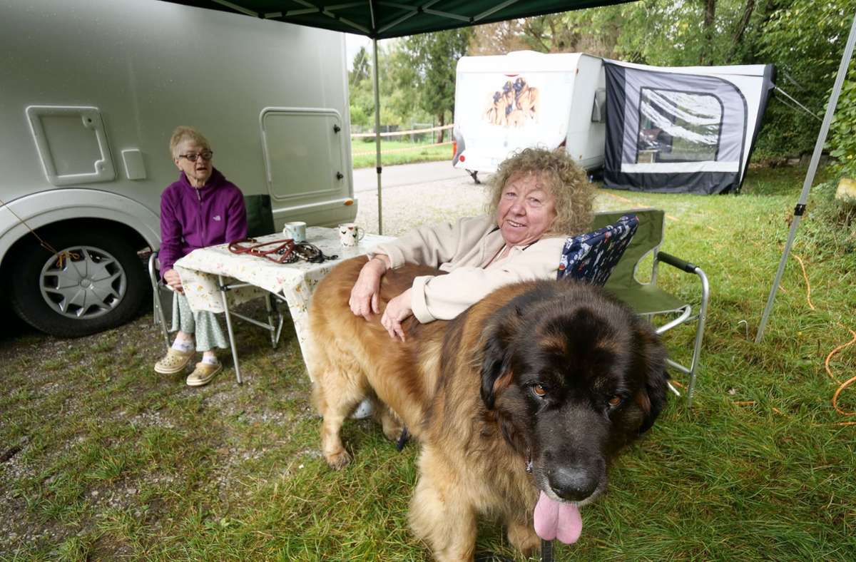 Clubschau der Leonberger Hunde mit Gästen aus aller Welt: Sanfte Riesen unterm Engelberg