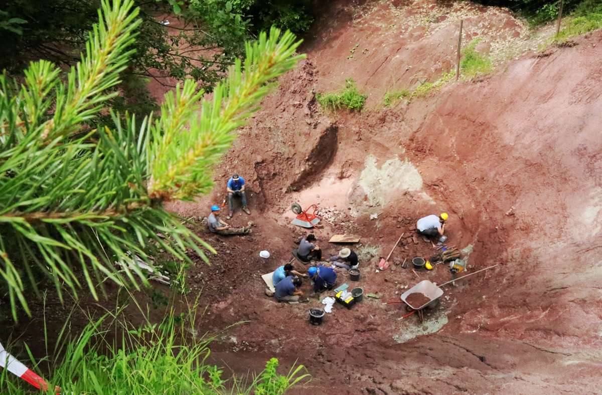Die Suche nach den Knochen im Dreckhaufen: Am Nordhang des Trosselbachtals bei der Oberen Mühle sind immer wieder Plateosaurier gefunden worden. Warum? Das wollen Forscher herausfinden.