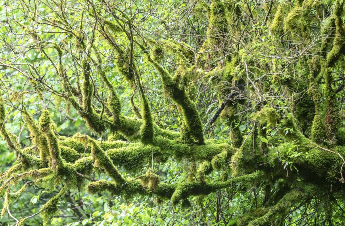 Moos lässt Bäume mystisch erscheinen – aber die kleinen grünen Pflanzen können noch viel mehr. Foto: imago//M. Kuehn