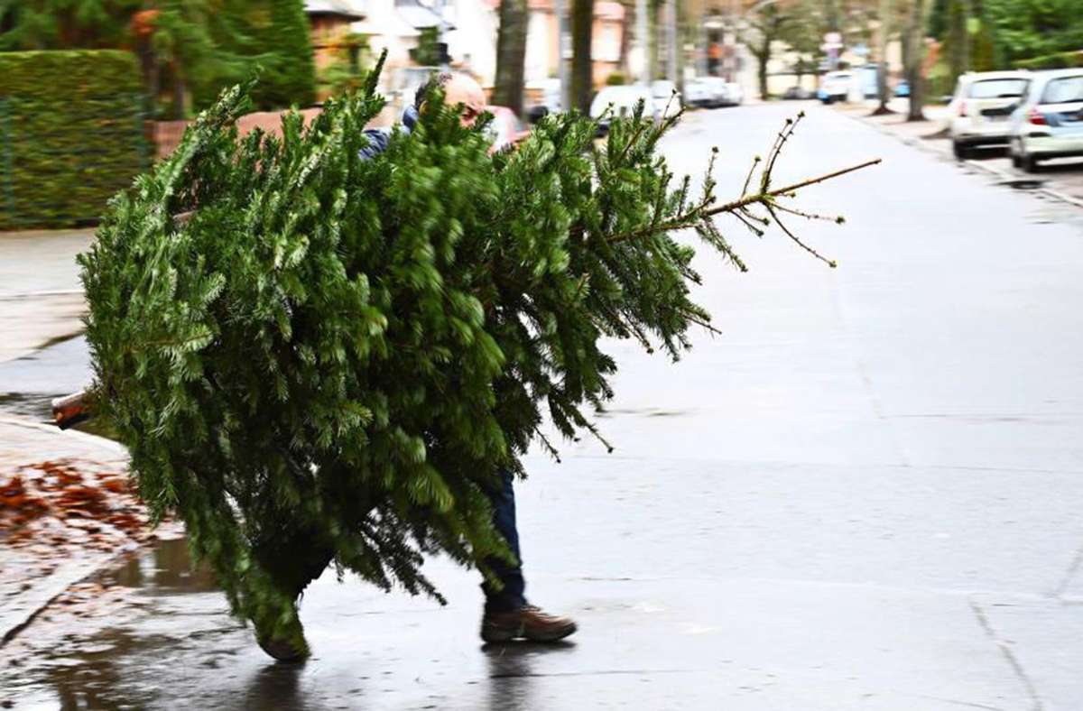 Statt den Weihnachtsbaum zu entsorgen, kann man seine Bestandteile auch weiternutzen. Foto: imago images/Petra Schneider/Petra Schneider-Schmelze