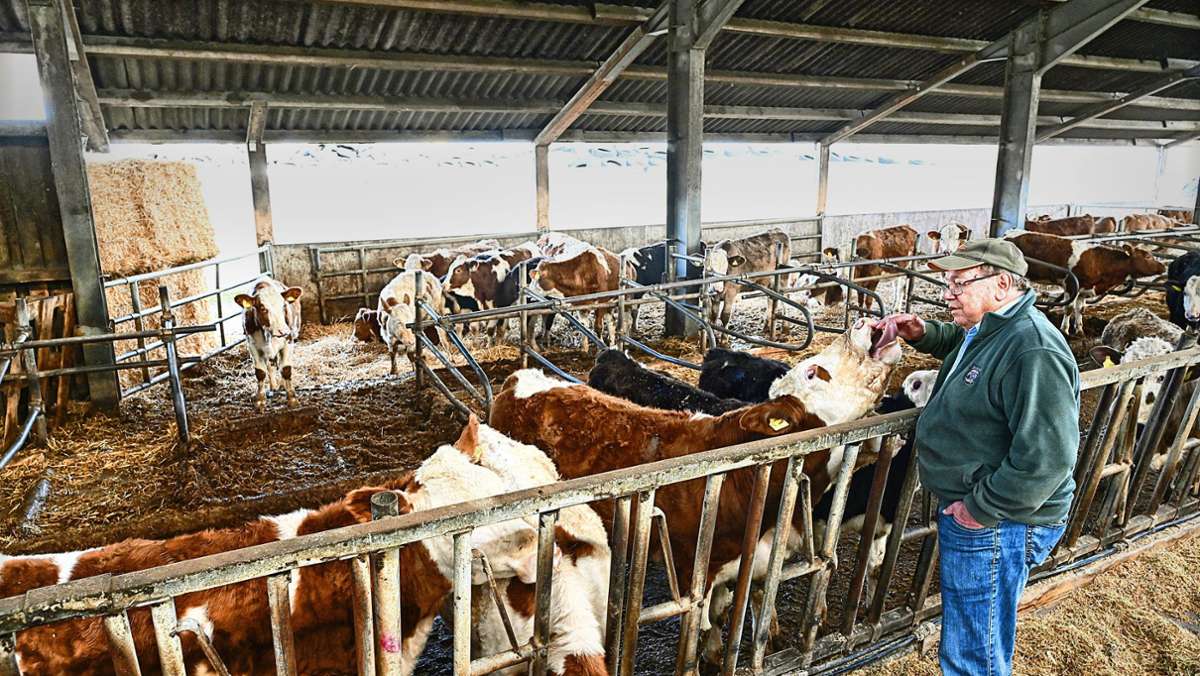 Silvester in Erdmannhausen: Herde in Panik – drei Tiere müssen sterben