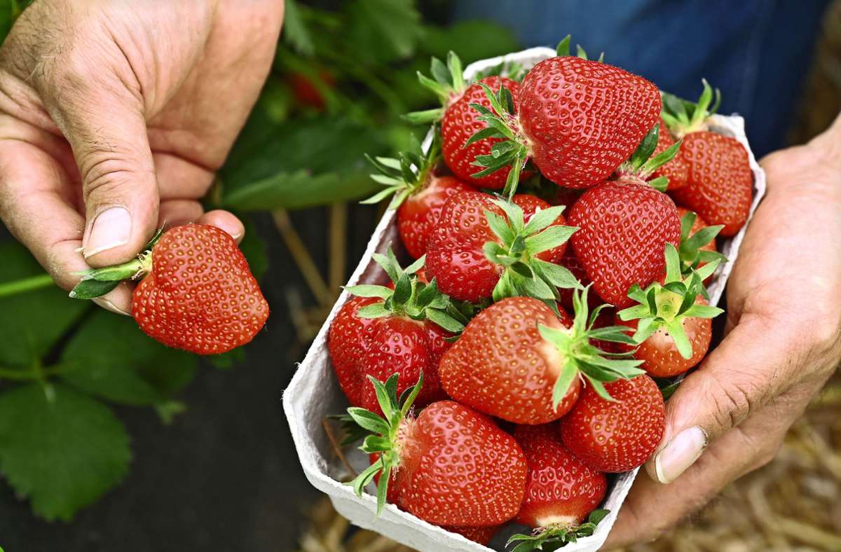 Erdbeeren kaufen: Warum es sich lohnt, noch zu warten