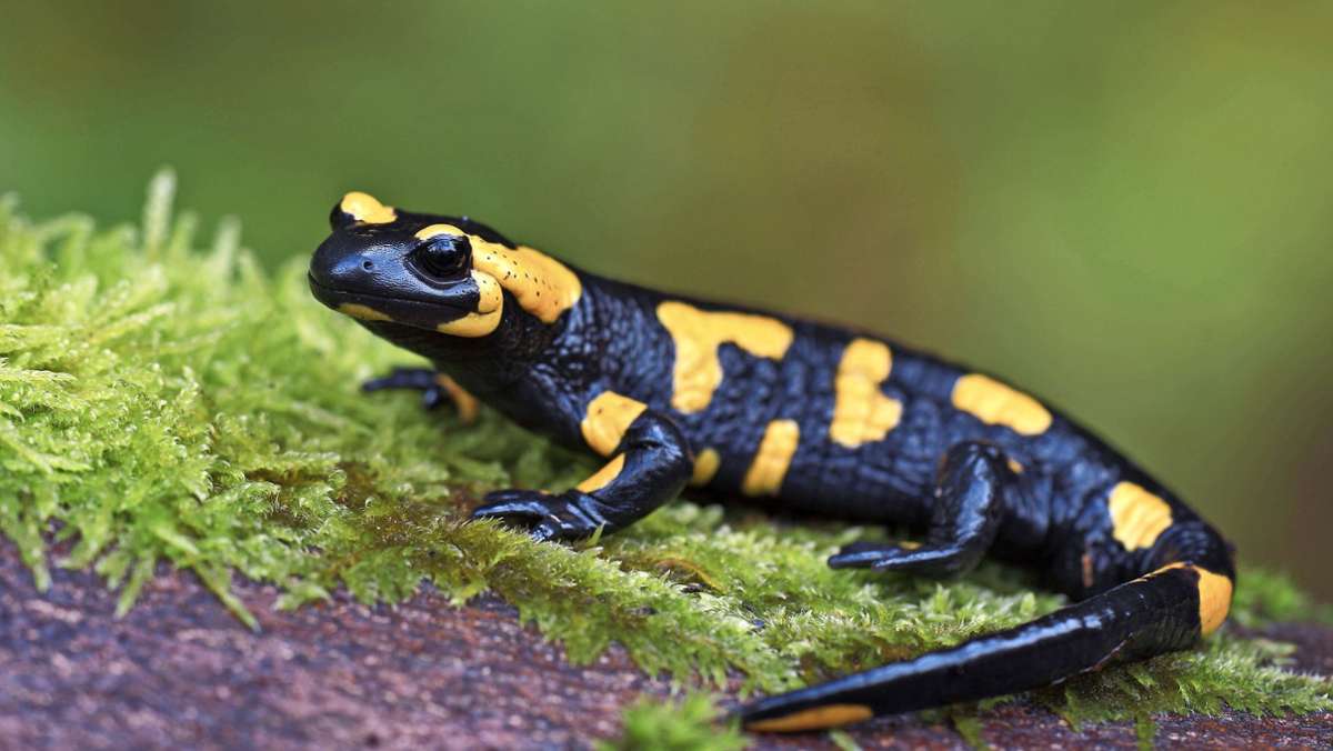 Geschützte Salamander in Weissach: Im Tupperschälchen bis zum Bach
