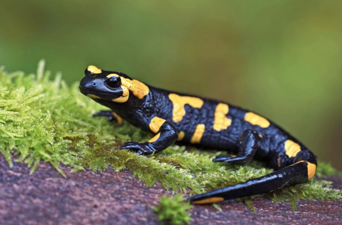 Geschützte Salamander in Weissach: Im Tupperschälchen bis zum Bach