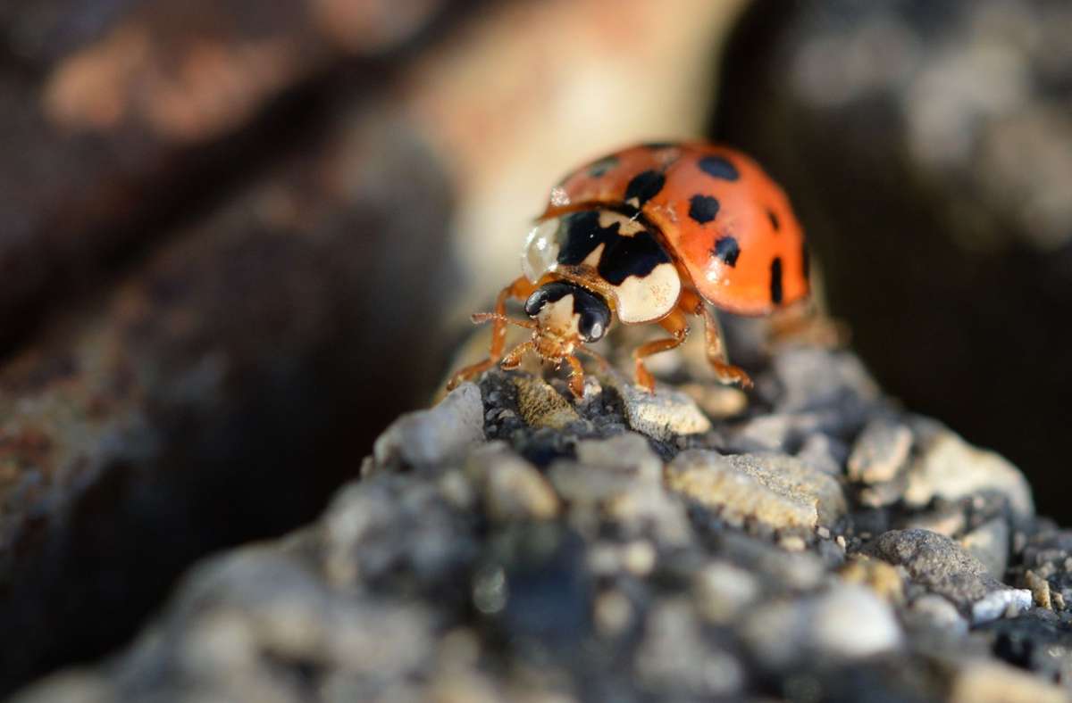 Nabu-Insektensommer: Asiatischer Marienkäfer stößt Steinhummel vom Thron