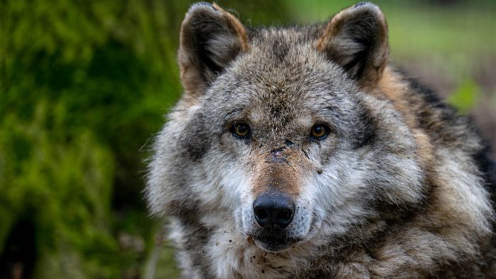 Mehrere Dutzend Wolfsrisse im Land –  Zahl ist gestiegen