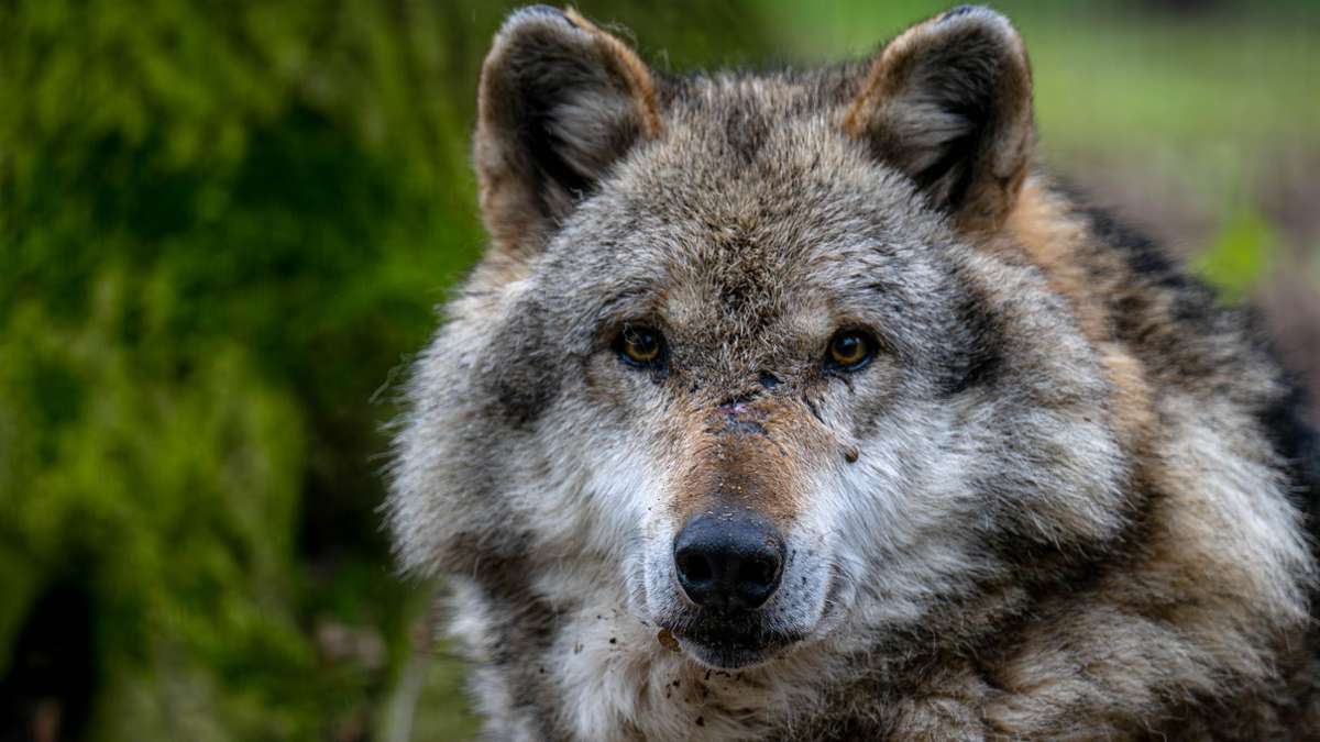 Baden-Württemberg: Mehrere Dutzend Wolfsrisse im Land –  Zahl ist gestiegen