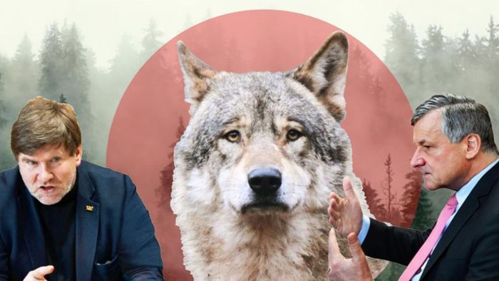 Sollen Wölfe im Land abgeschossen werden – oder nicht?