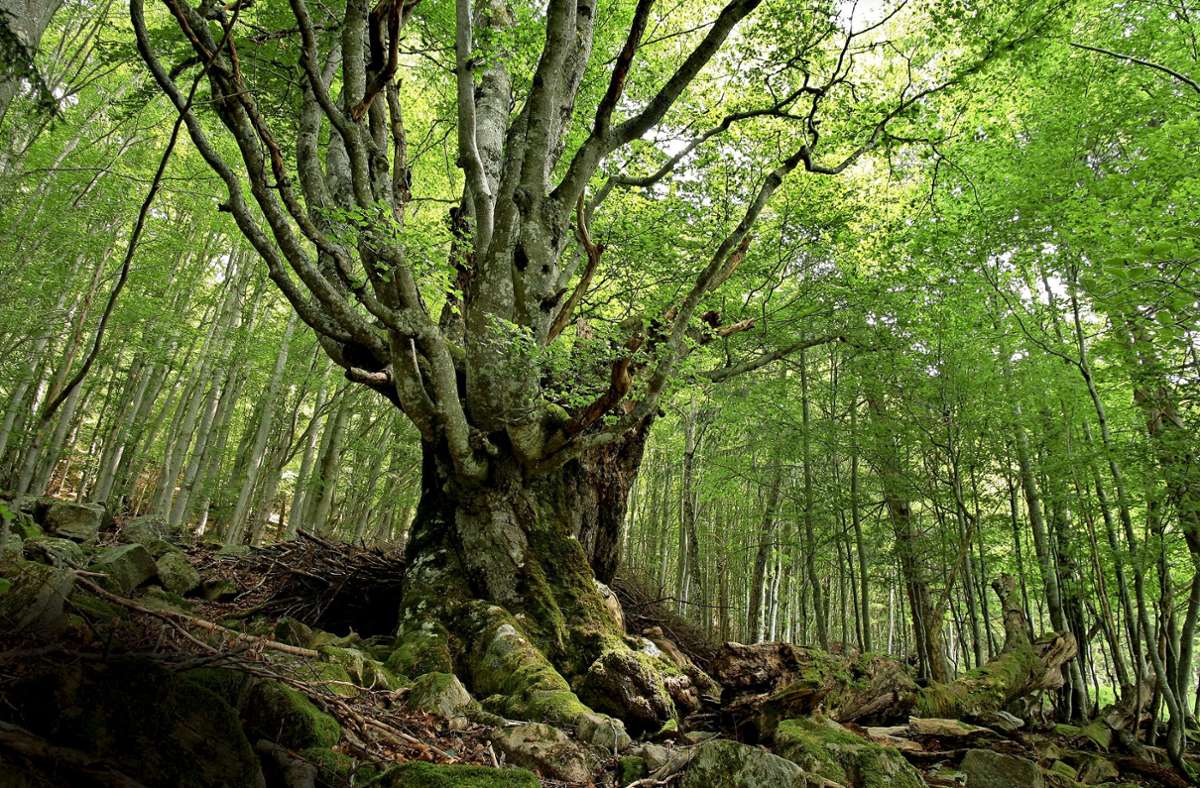 Michel Grün sucht Waldriesen: Die schönsten Bäume des Schwarzwalds