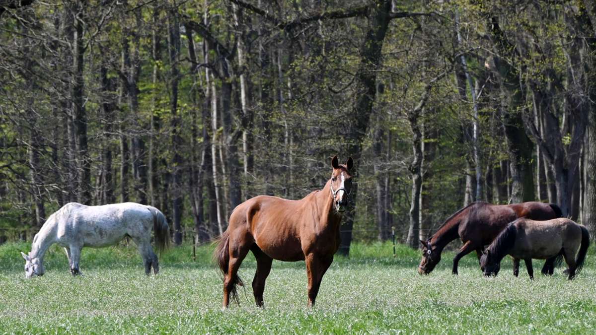 Ortenaukreis: Fünf Pferde brechen aus Stall aus