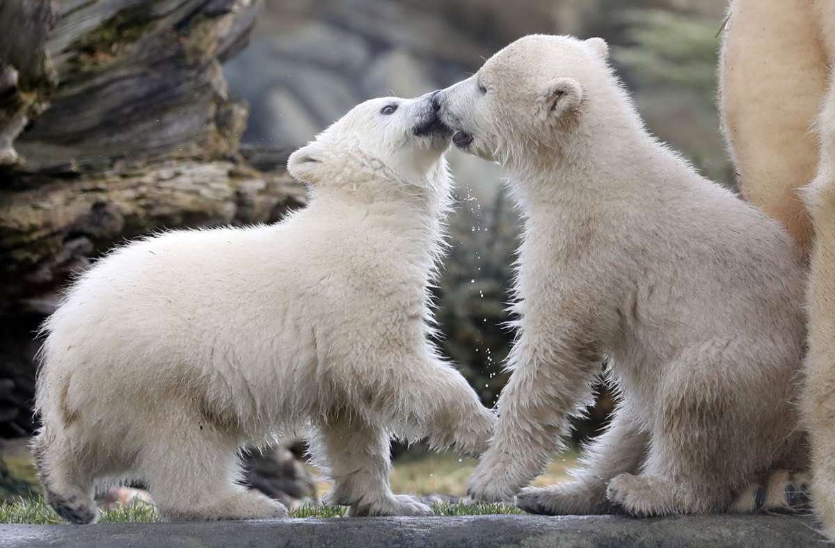 Den Eisbär-Zwillingen Kaja und Skadi scheint ihr erster Ausflug in die Außenanlage des Rostocker Zoos zu gefallen.
