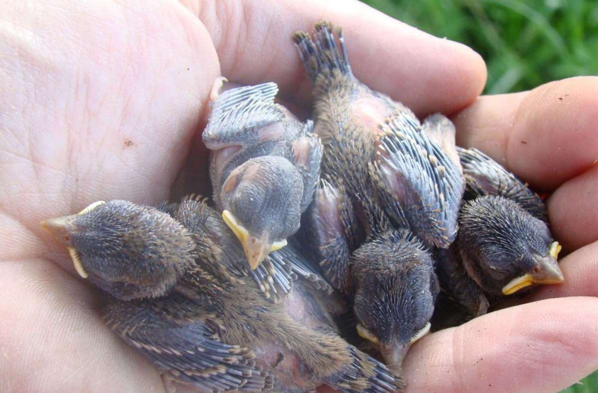 Naturerlebnis Sindelfingen: Vogelpflege-Netzwerk sucht Ehrenamtliche