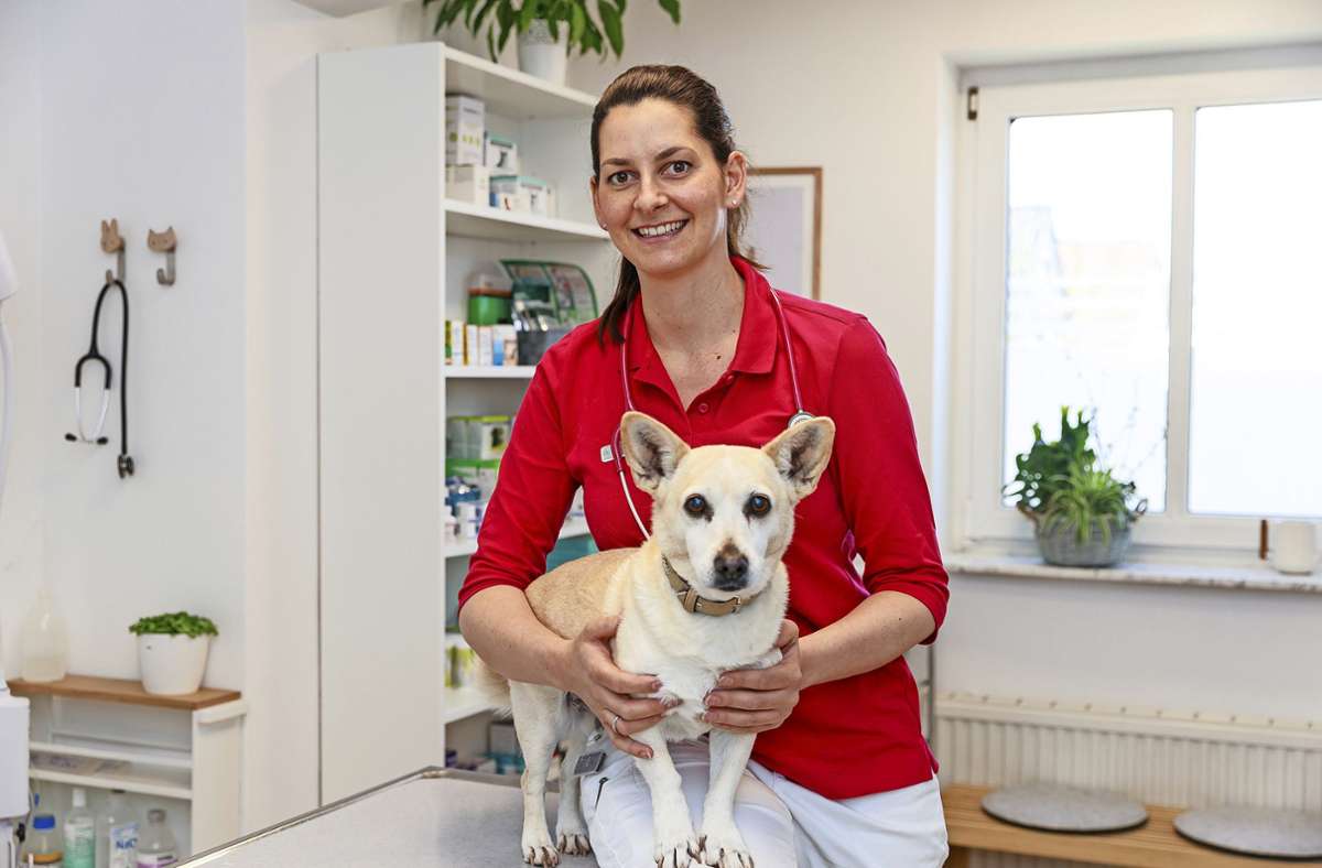 Kostenloses Angebot in Holzgerlingen: Tierarztpraxis kümmert sich um ukrainische Vierbeiner