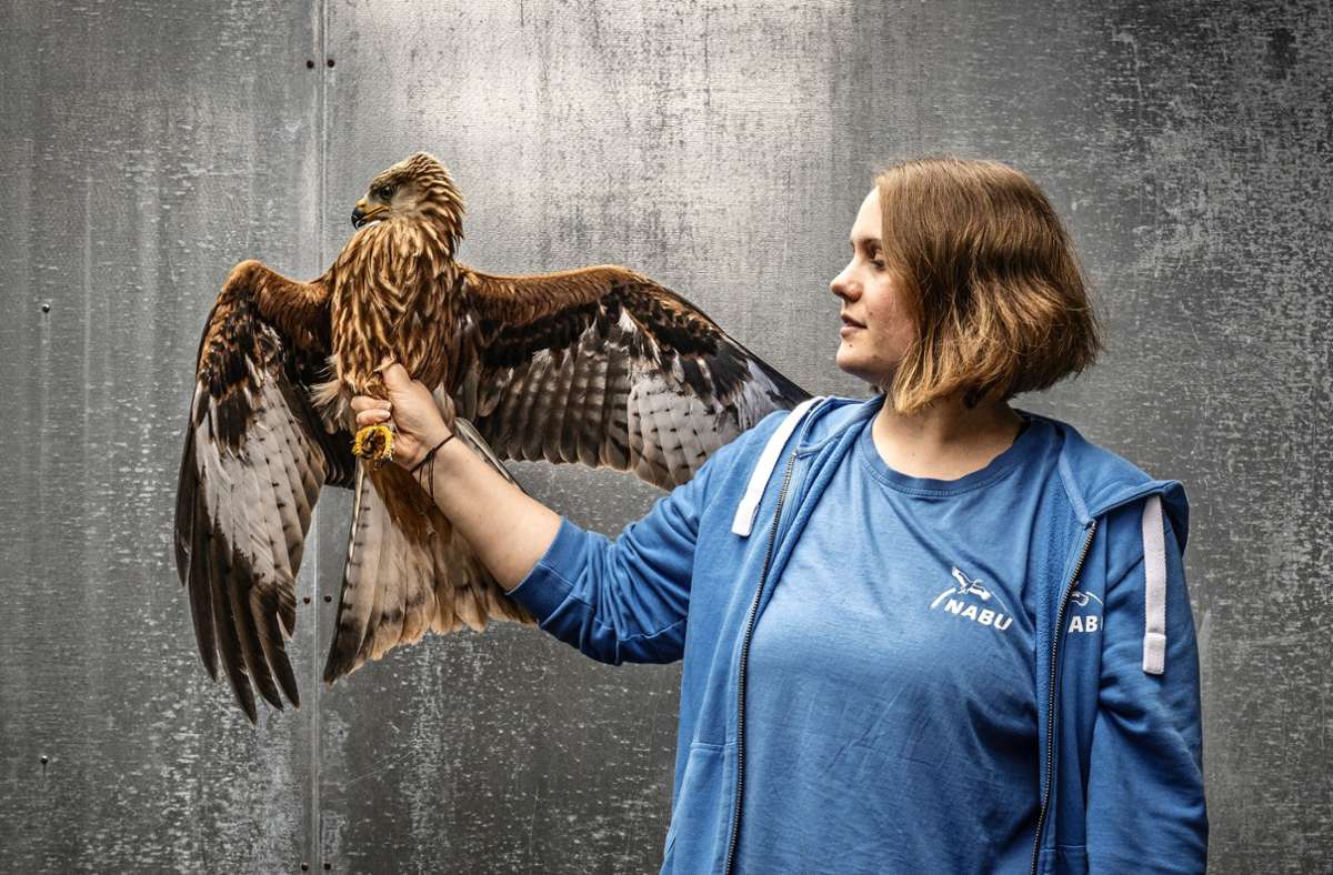 Vogelschutzzentrum Mössingen: Pflegestation für gefiederte Patienten