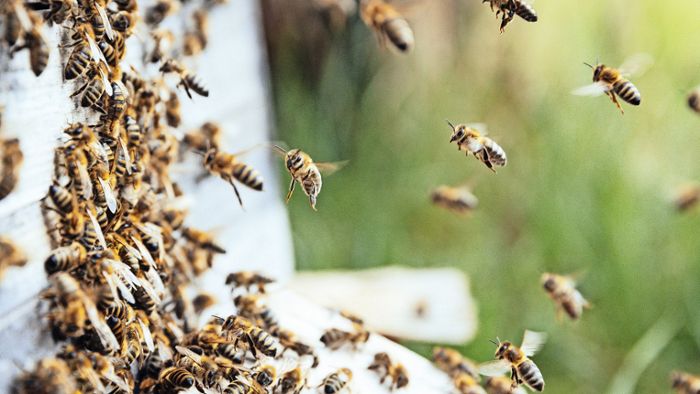 Wie funktioniert ein Bienenstock?