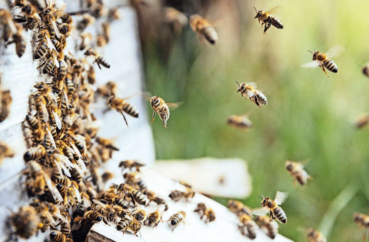 Ein Holzgerlinger Imker erklärt: Wie funktioniert ein Bienenstock?