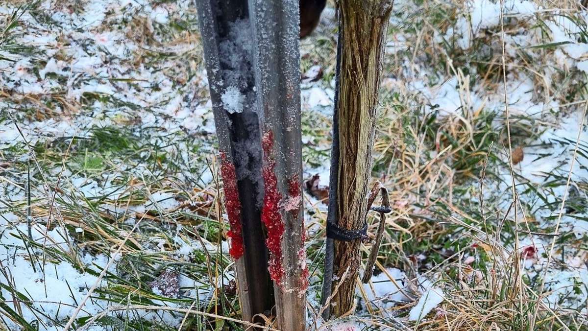 Blutspur in Fellbach: Jagt ein Wilderer am Kappelberg?