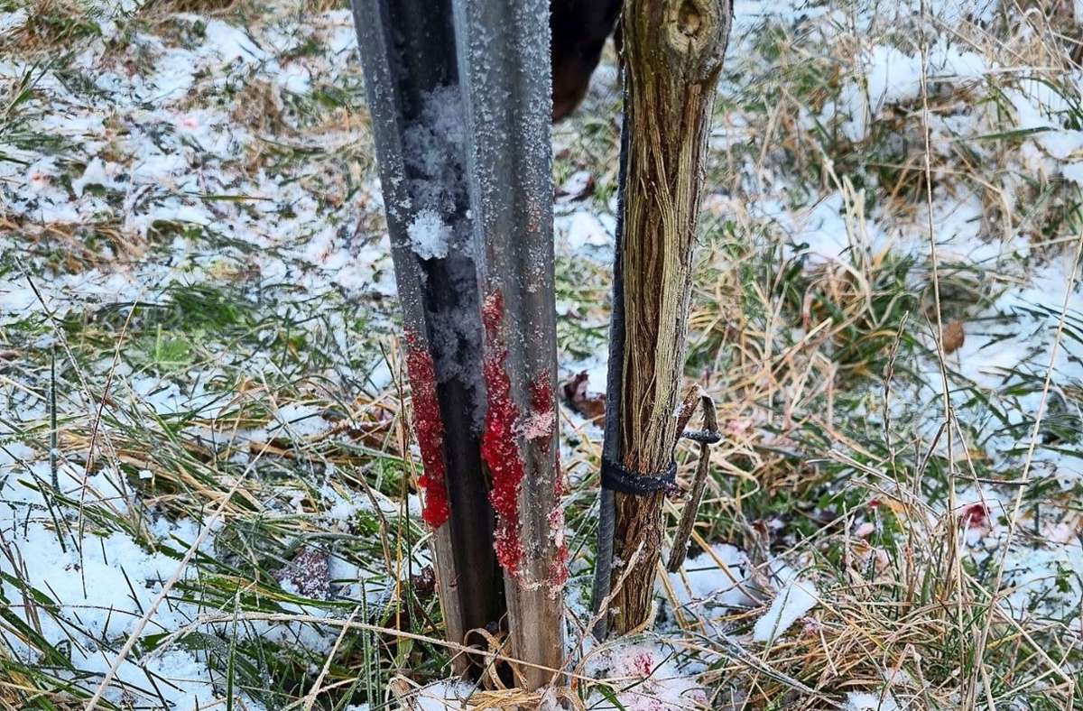 Blutspur in Fellbach: Jagt ein Wilderer am Kappelberg?