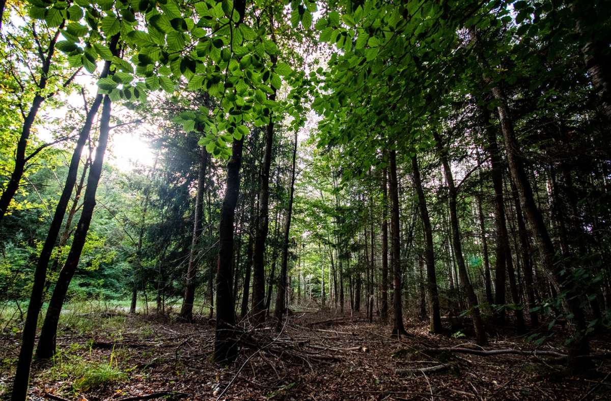 Böblinger Stadtwald: Waldwege zwei Wochen lang gesperrt