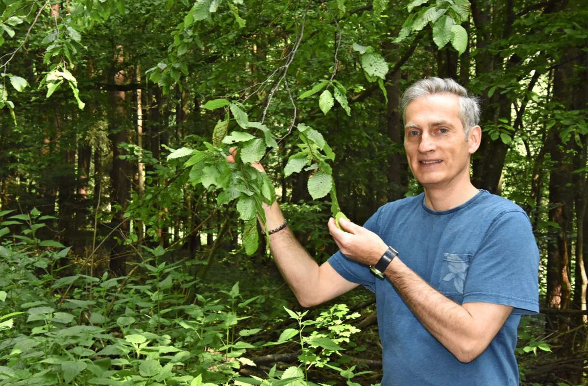 Forstwirtschaft im Umbruch: Neuer Förster: „Wir müssen den Wald umbauen“