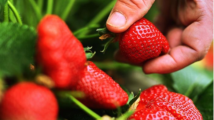 Die Preise für Erdbeeren und  Spargel bleiben stabil