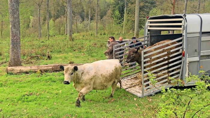 Naturschutz in Herrenberg: Galloway-Rinder im Sommerquartier