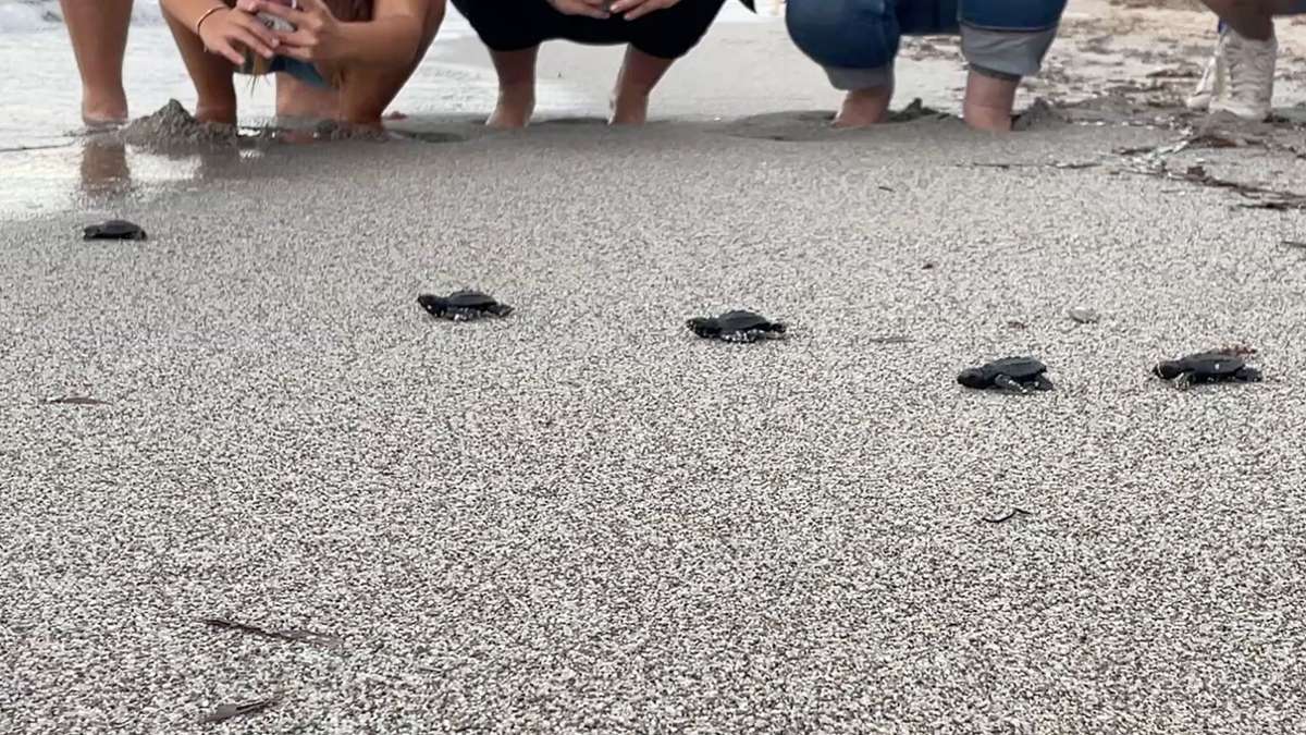 Babymeeresschildkröten am korsischen Strand Capo di Feno auf dem Weg Richtung Meer.
