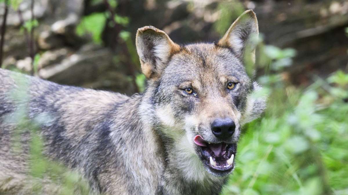 Wölfe in Baden-Württemberg: Experte: Tod von Jungtieren etwas völlig Normales