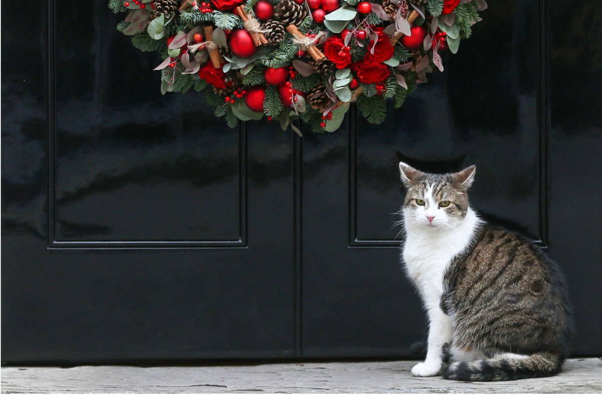 Der Kater Larry vor seinem Zuhause, der Downing Street No. 10.