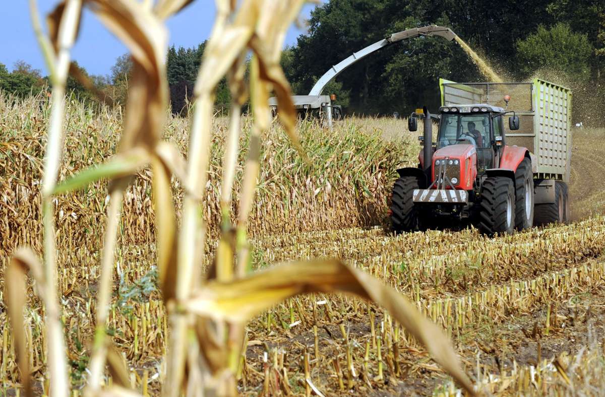 Landwirtschaft: EU plant Lockerung bei Gentechnik für Lebensmittel