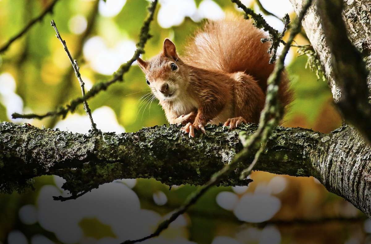 Durch Leben auf den Bäumen: Warum Eichhörnchen größere Gehirne entwickelten
