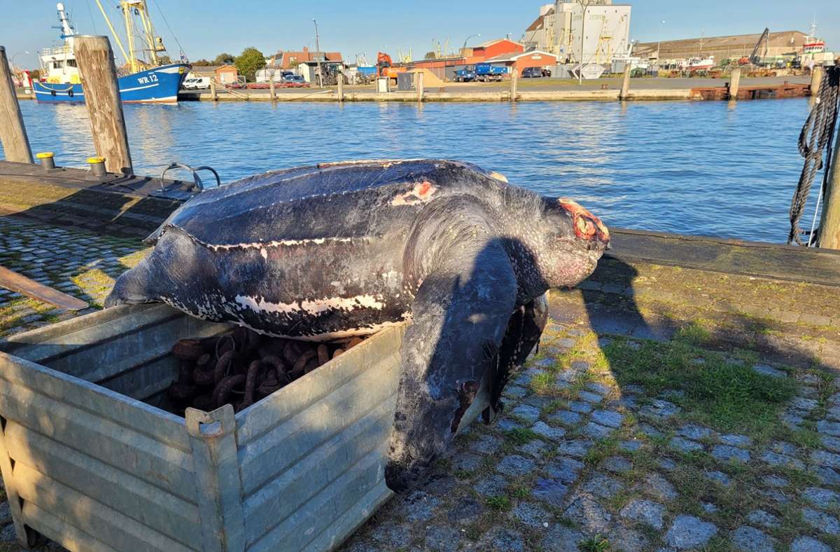 Seltener Fund in der Nordsee: Riesige Lederschildkröte tot aus Meer gezogen