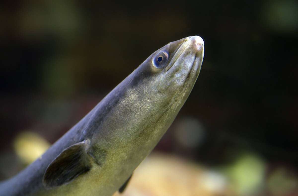 Fische, Frösche und Krebse: Diese Tiere schwimmen mit Ihnen im Badesee