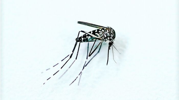 Invasive Insekten im Kreis Böblingen und im Enzkreis: Kreise warnen vor Tigermücke und Asiatischer Hornisse