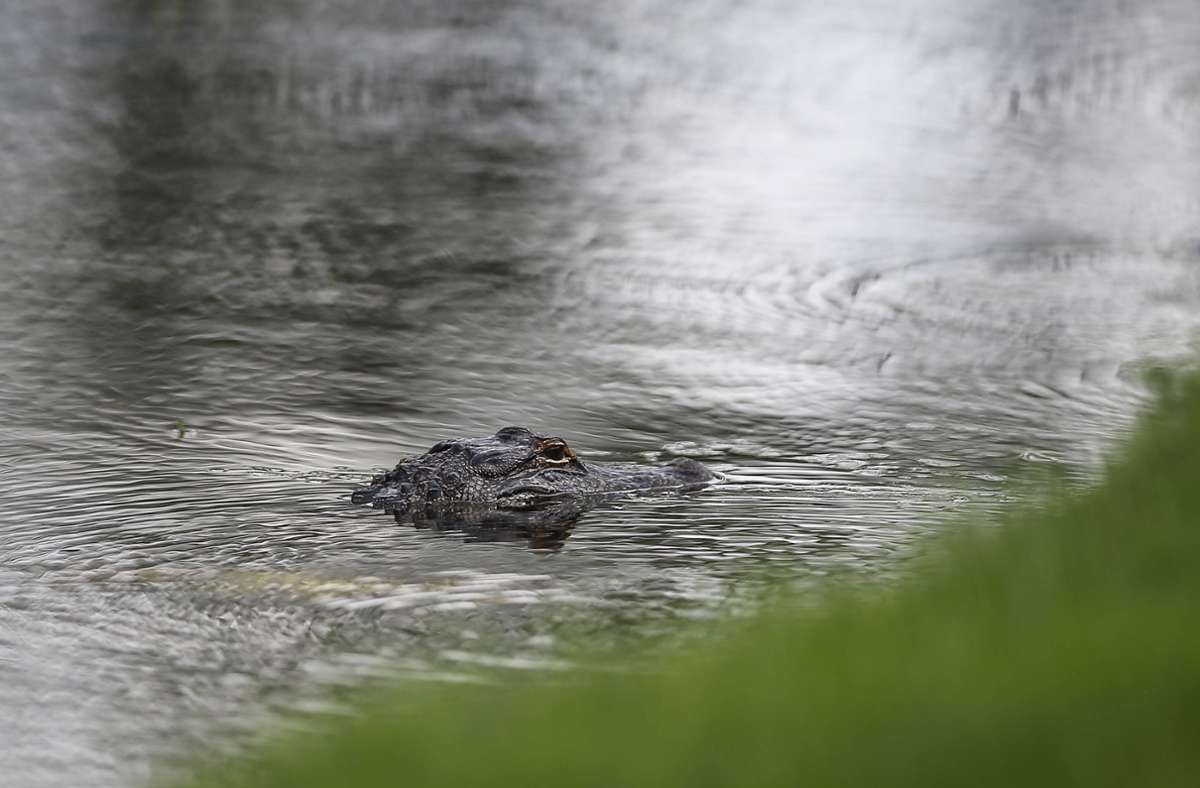 Florida: Vermisstes Kleinkind tot im Maul eines Alligators gefunden