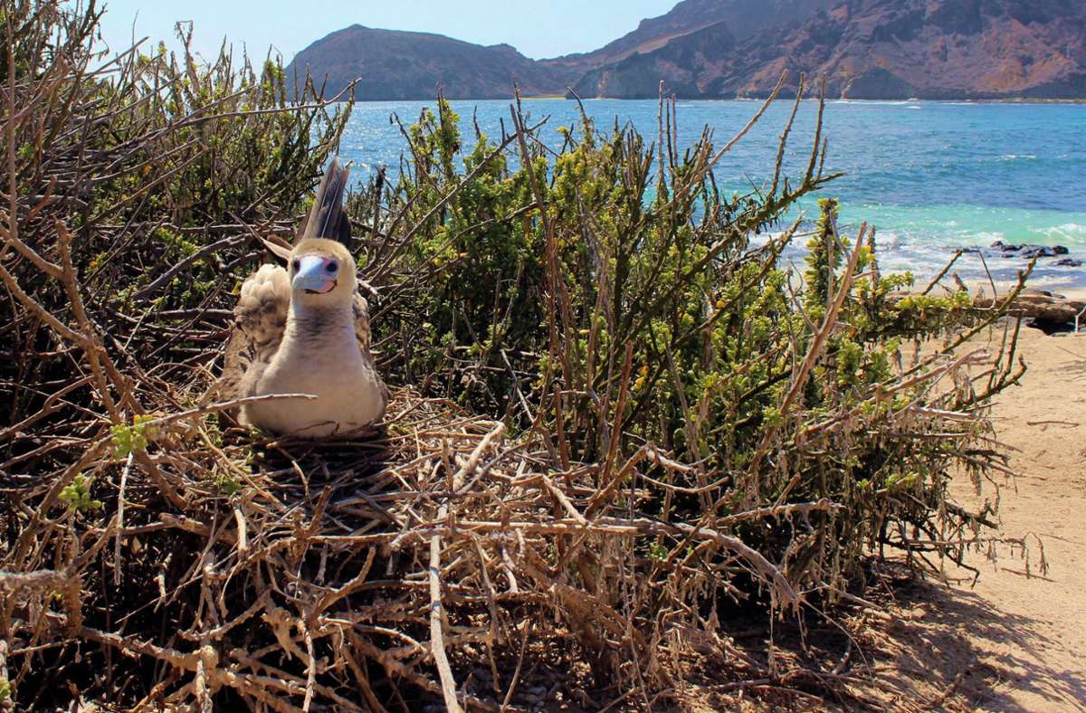 Ecuador: Behörden bestätigen Vogelgrippe-Verdacht auf Galápagos-Inseln