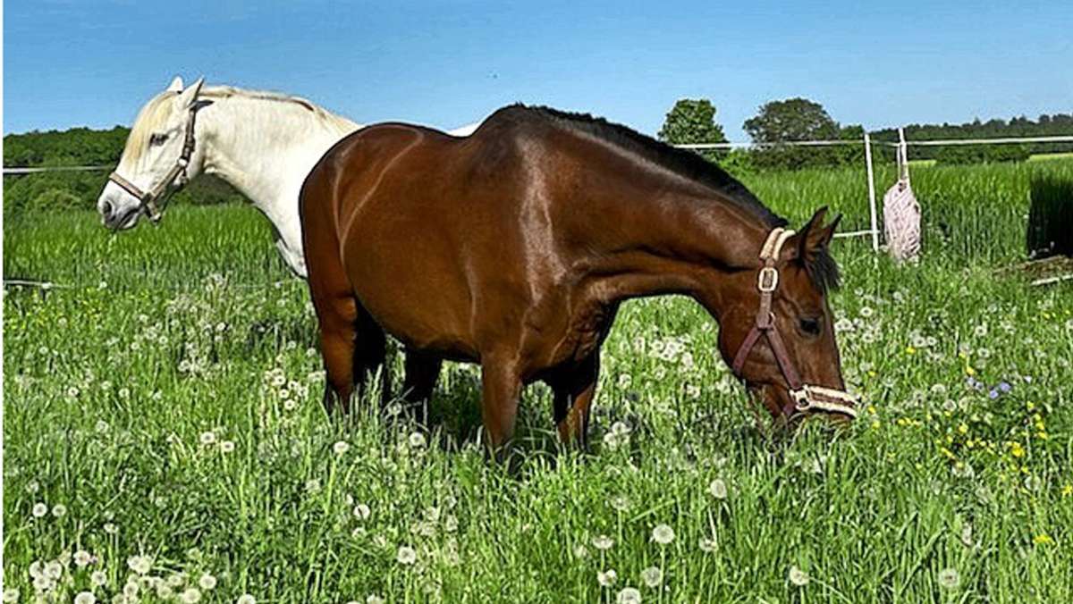 Tierquälerei in Filderstadt: Pferde mit scharfem Gegenstand verletzt