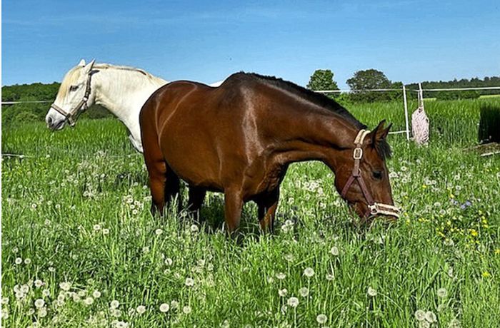 Tierquälerei in Filderstadt: Pferde mit scharfem Gegenstand verletzt