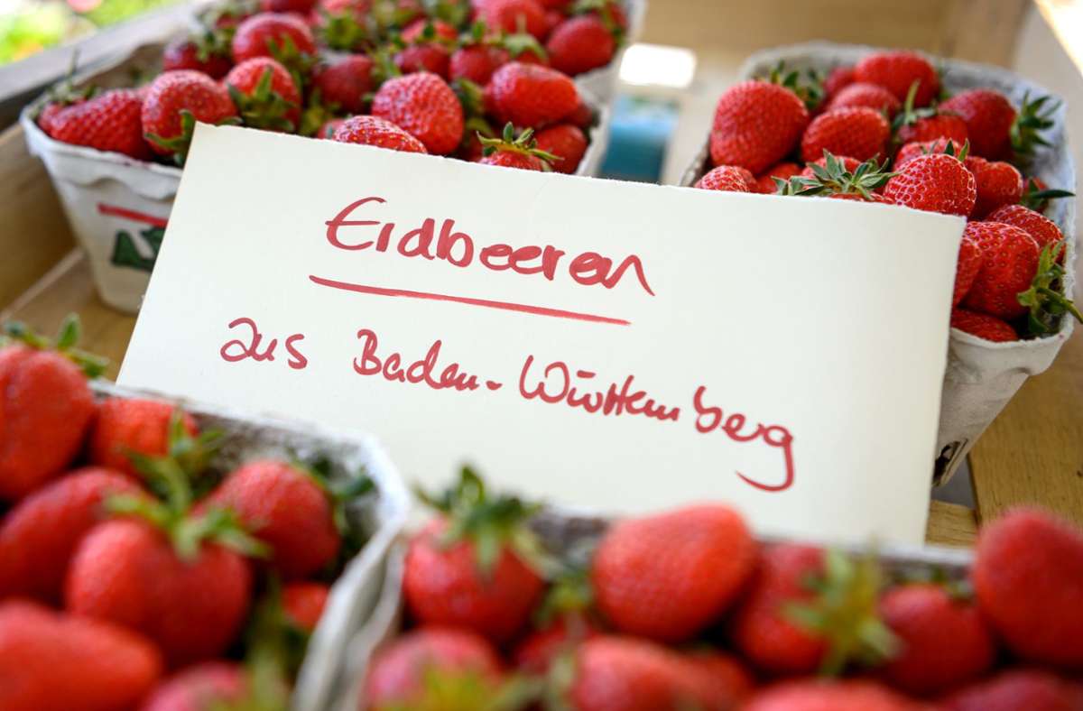 Ernte in Baden-Württemberg: Deshalb sind Erdbeeren jetzt billiger
