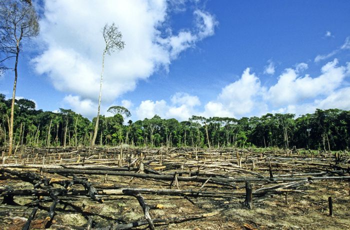 Abholzung im Amazonas: Regenwald-Lobby hofft auf Präsident Lula