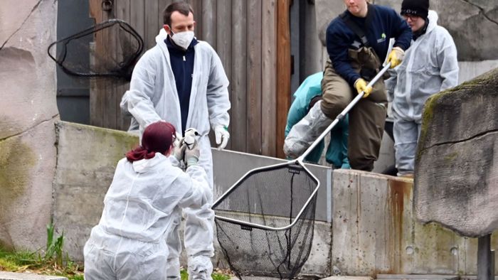 Weitere Vogelgrippe-Fälle im Karlsruher Zoo bestätigt