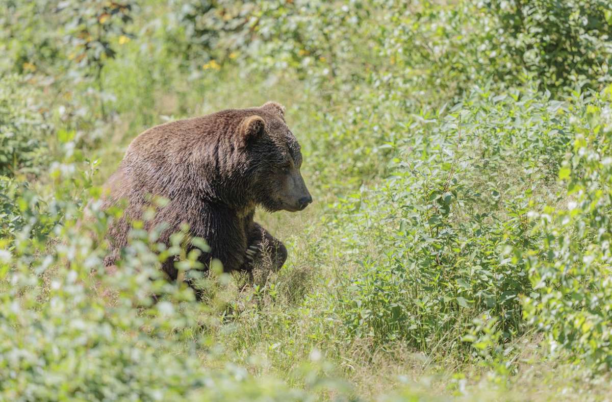 Bayern: Wildtierkamera fotografiert Braunbären