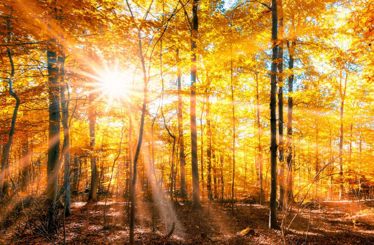 Von der schönsten Seite zeigt sich der Herbstwald, wenn die Sonne die bunten Blätter zum Leuchten bringt.