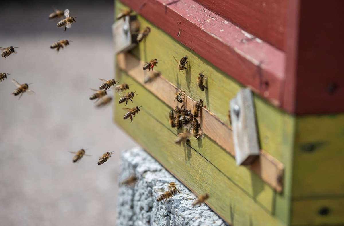 Vandalismus in Magstadt: Unbekannte reißen in Magstadt Bienenstöcke um
