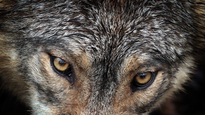 Wolfsangriff auf Mann vermutet - Untersuchungen laufen