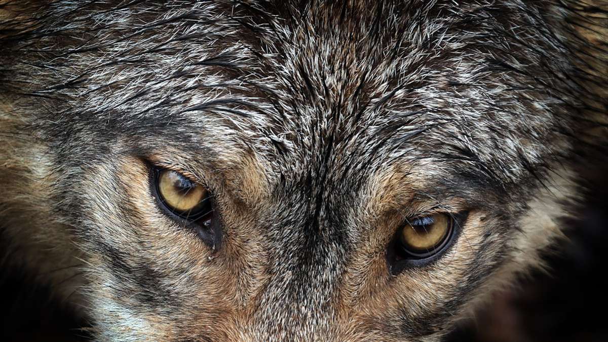 Brandenburg: Wolfsangriff auf Mann vermutet - Untersuchungen laufen